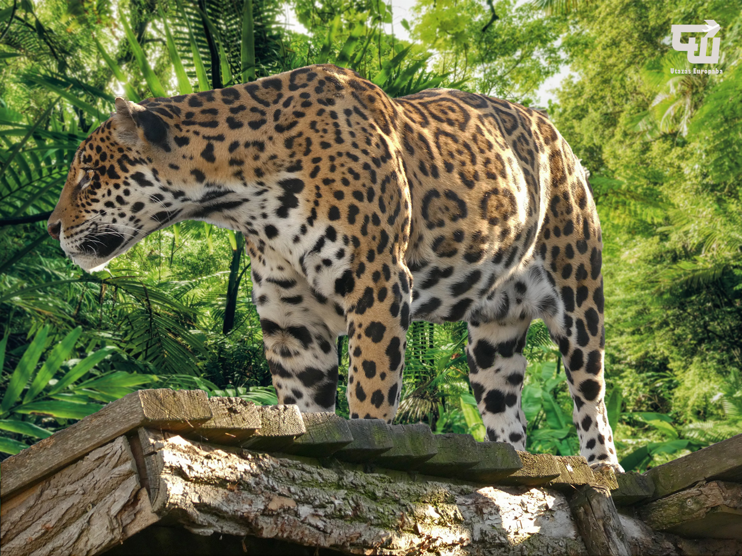 06_jaguar_malkia_park.jpg