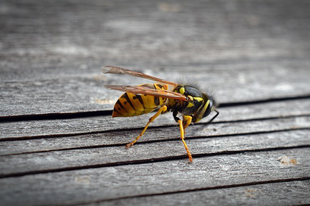 A méhcsípés és darázscsípés azonnal elmúlik, ha ezt a 2 egyszerű lépést követed!