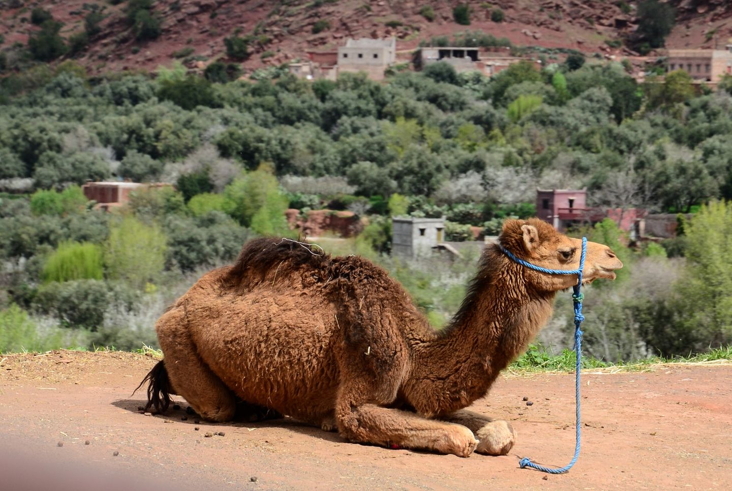 Így autózz Marokkóban!