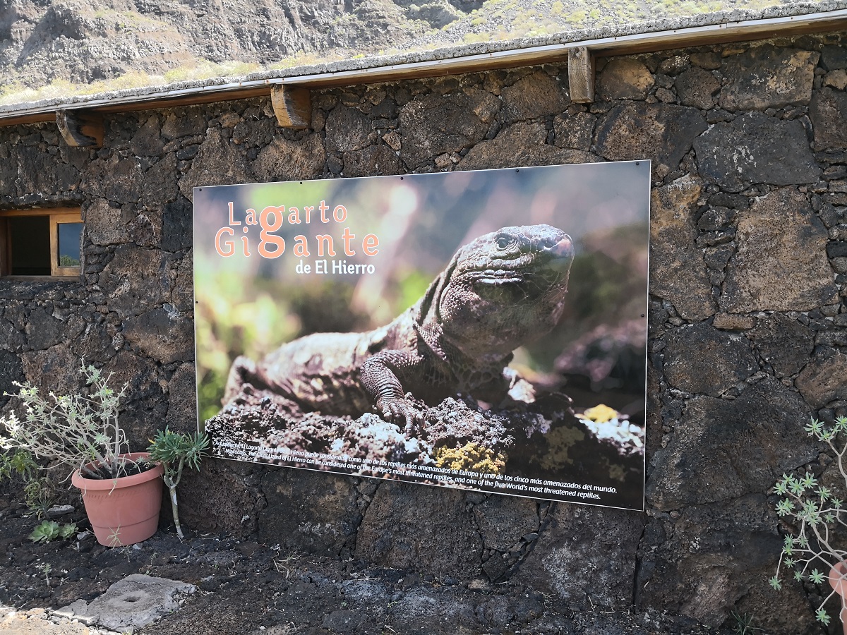 Plakát az Ecomuseo de Guinea ‘óriásgyík‘-épületének falán. A hatalmasra nagyított makrófelvétel alapján valóban krokodilméretű gyíkokat várunk.
