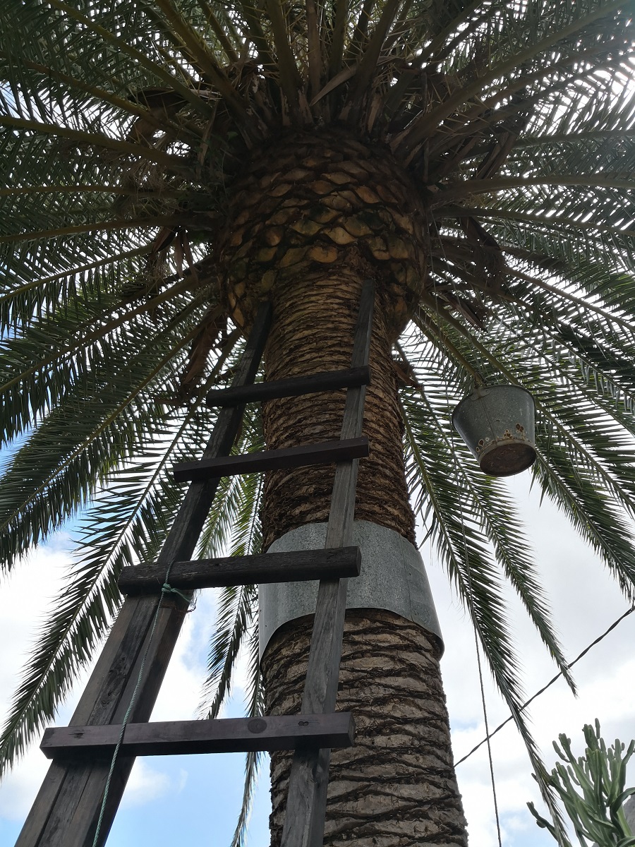 Pálmafa - a helyszínen megnézhetjük a pálmaméz alapanyagának gyűjtését és a folyamatot, ahogy a pálmaméz készül
