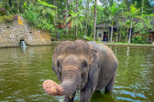 Hihetetlen találkozás elefántokkal Bali szigetén