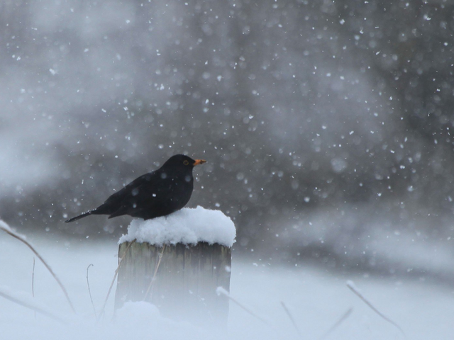 A kéklő hegy az én szívem - Hwang Dzsini kiszeng szerelmes versei