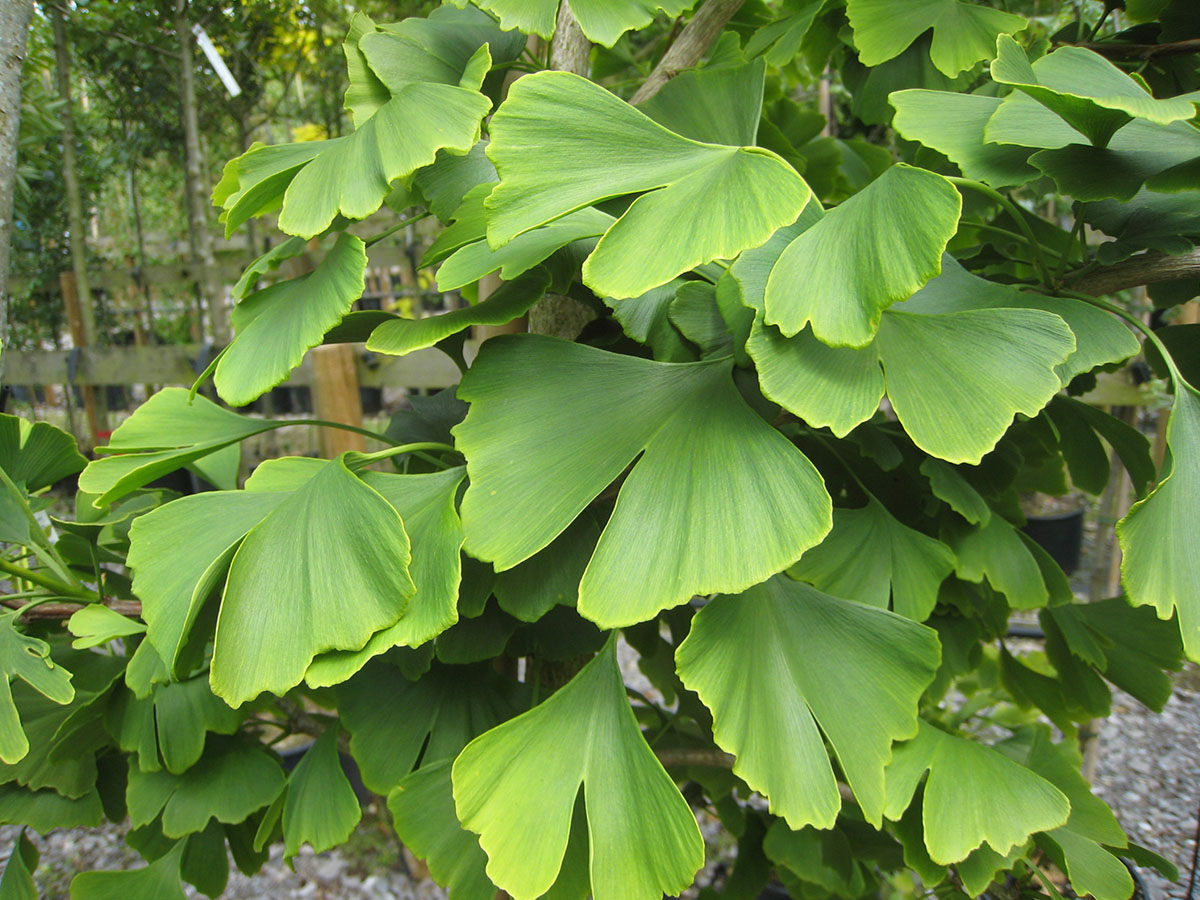 Ginkgo-Biloba-2.jpg