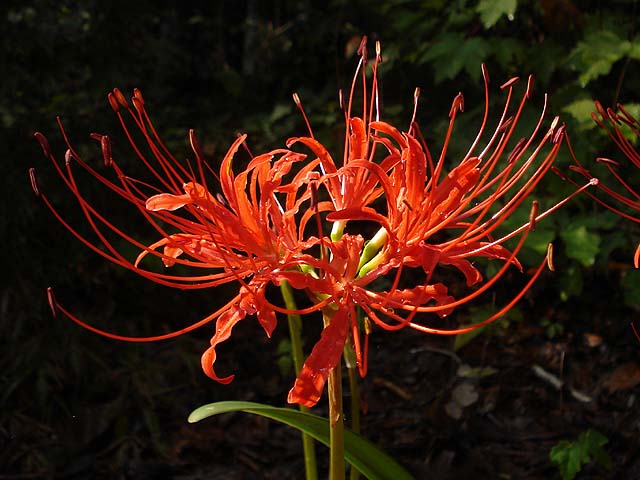 Lycoris_radiata_Closeup_JAY.jpg