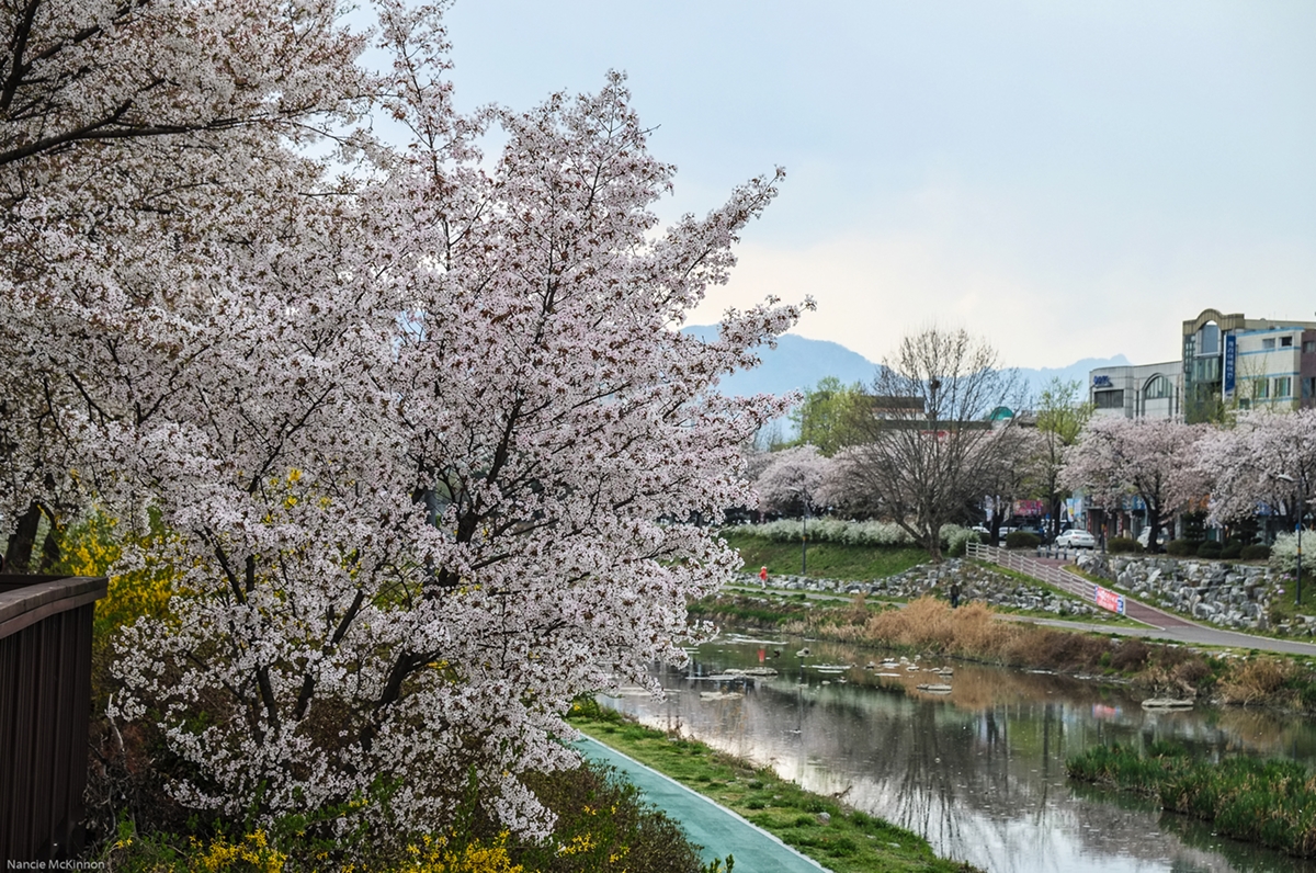 m_DaejeonCherryBlossoms2014.jpg