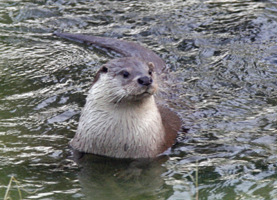 otterColor.jpg