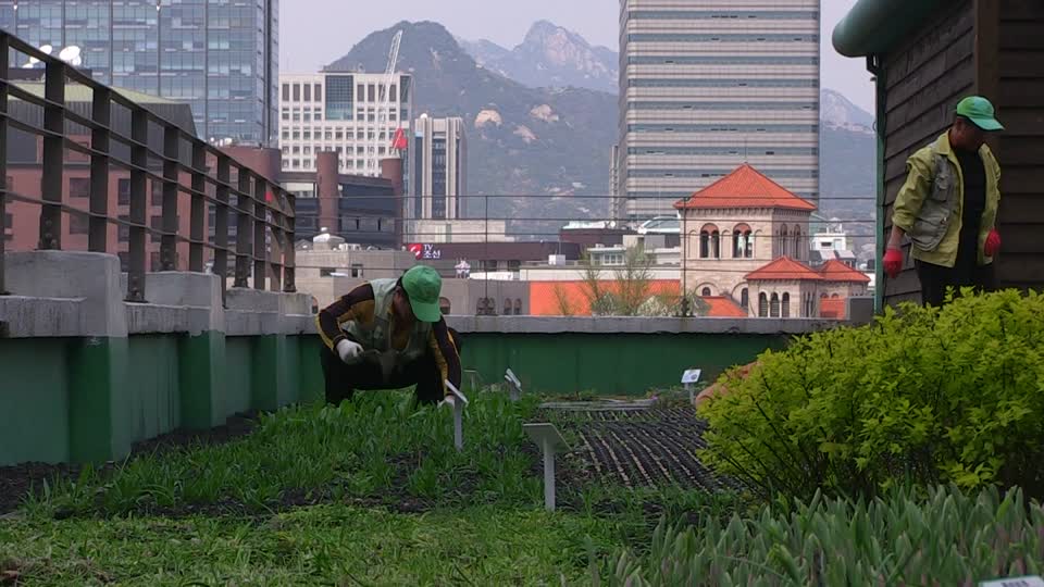 111754897-roof-garden-gardener-korean-seoul.jpg