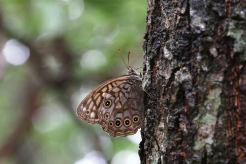 a_copper_butterfly_sips_on_an_oak_tree_in_mt_kariwang-san_preview.jpg
