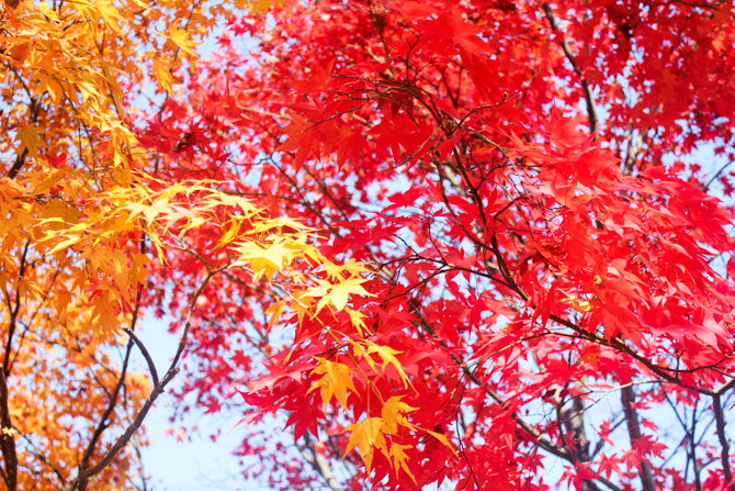 k-travel-naejangsan-autumn-colours-3.jpg