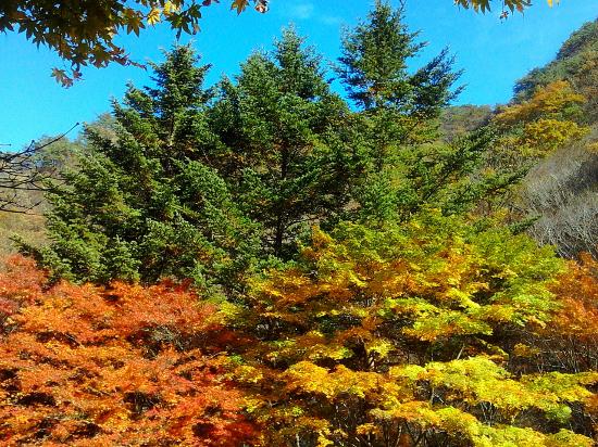 naejangsan-national-park.jpg