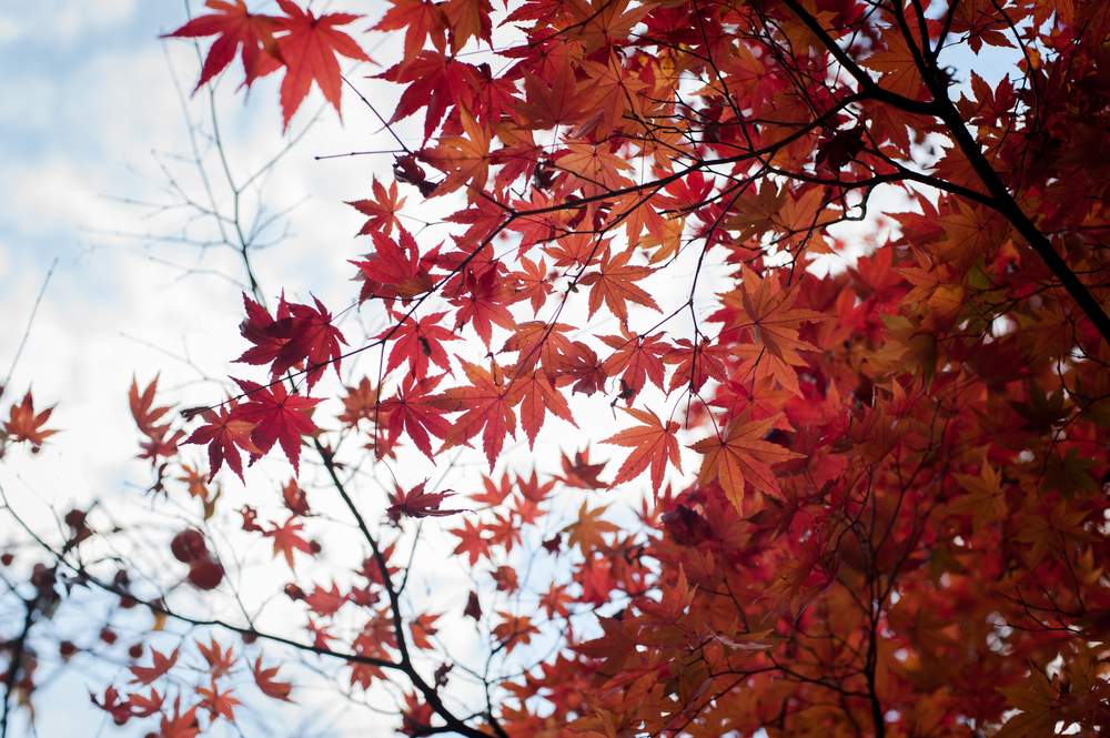 naejangsan_autumn_fall_leaves_colours_south_korea_citygirlsearching_photography_8_of_72.jpg
