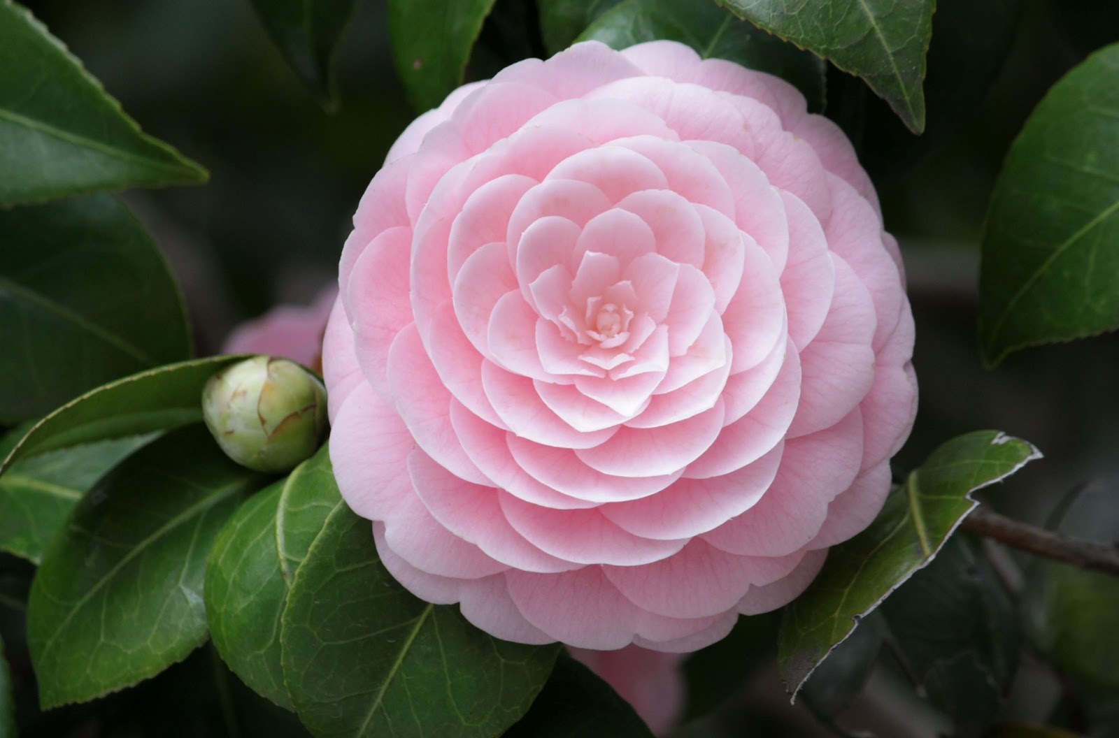 pink_camellia.jpg