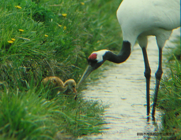 voros_koronas_daru_grus_japonensis_2.jpg