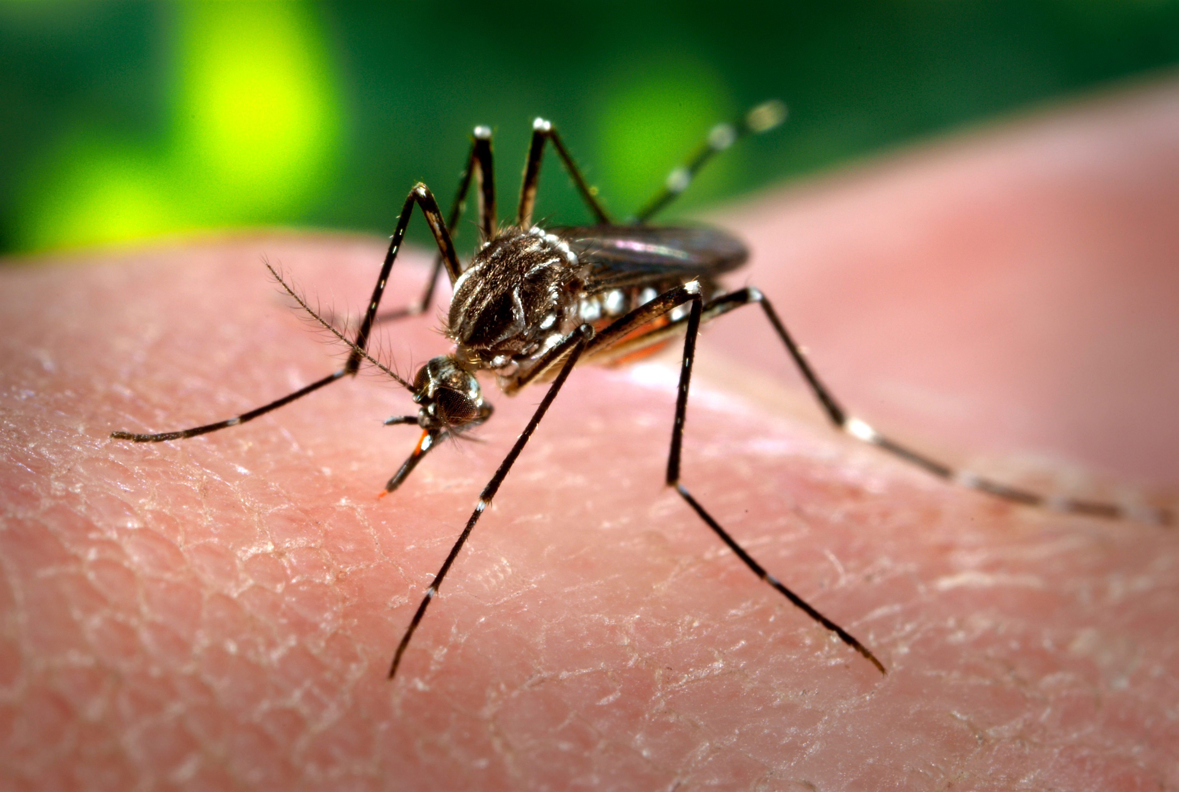 16738-close-up-of-a-mosquito-feeding-on-blood_freestockphotos_biz.jpg