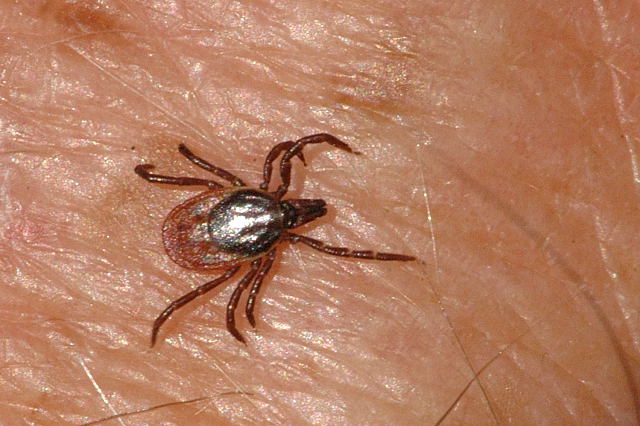 ixodes_ricinus_searching.jpg