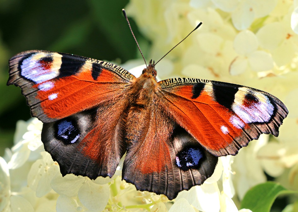 butterfly-1512472_960_720.jpg