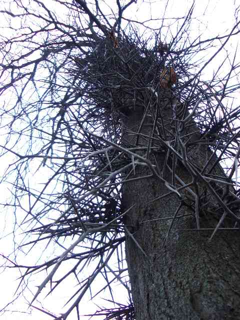 thorns_honeylocust.jpg