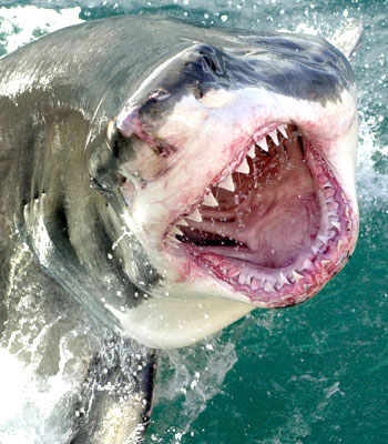 shark-attack-warnings-ignored.jpg