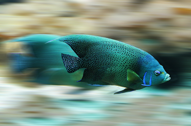 fish-582695_1280.png