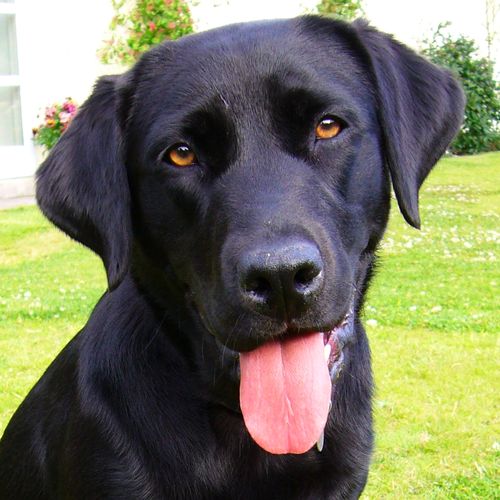 Black_Labrador_Retriever_portrait.jpg