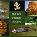 Év Fajai 2025