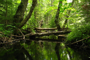 Erdő és víz kapcsolata
