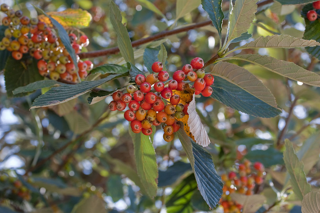 1080px-sorbus_aria-3420.jpg