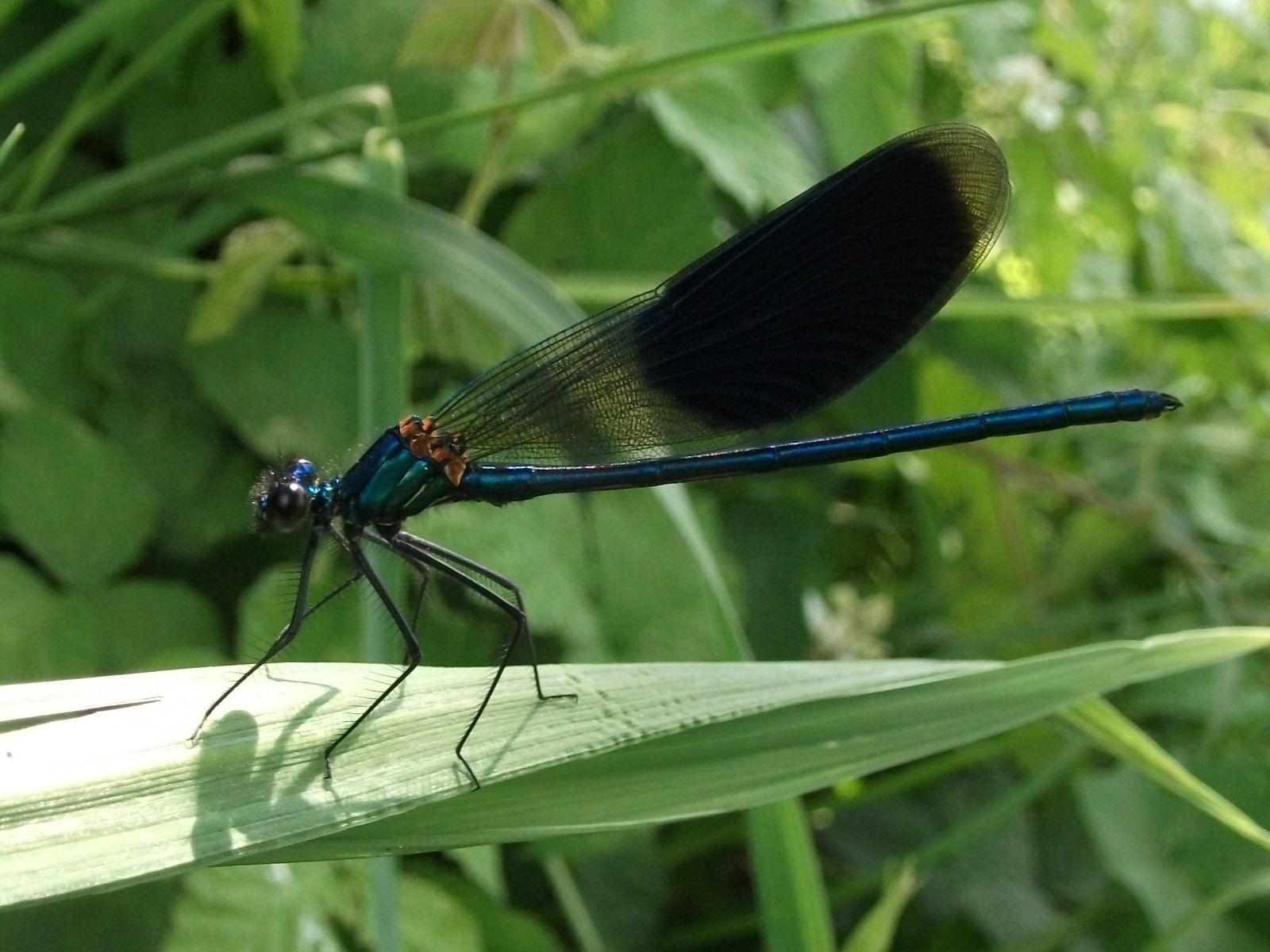 3189_savos_szitakoto_calopteryx_splendens.jpg