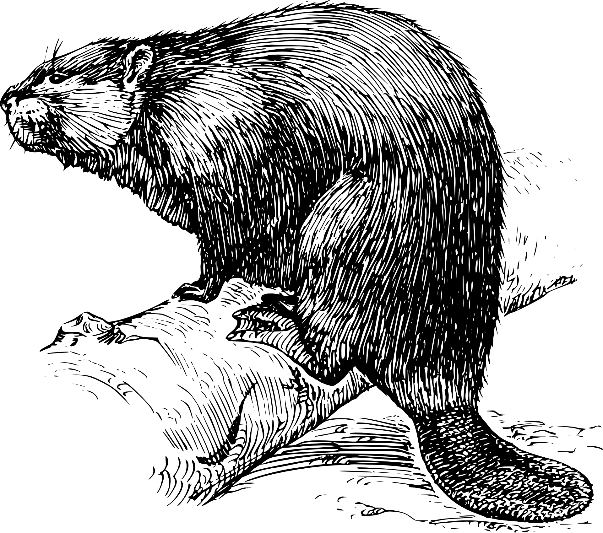 4_kep_pixabay.png