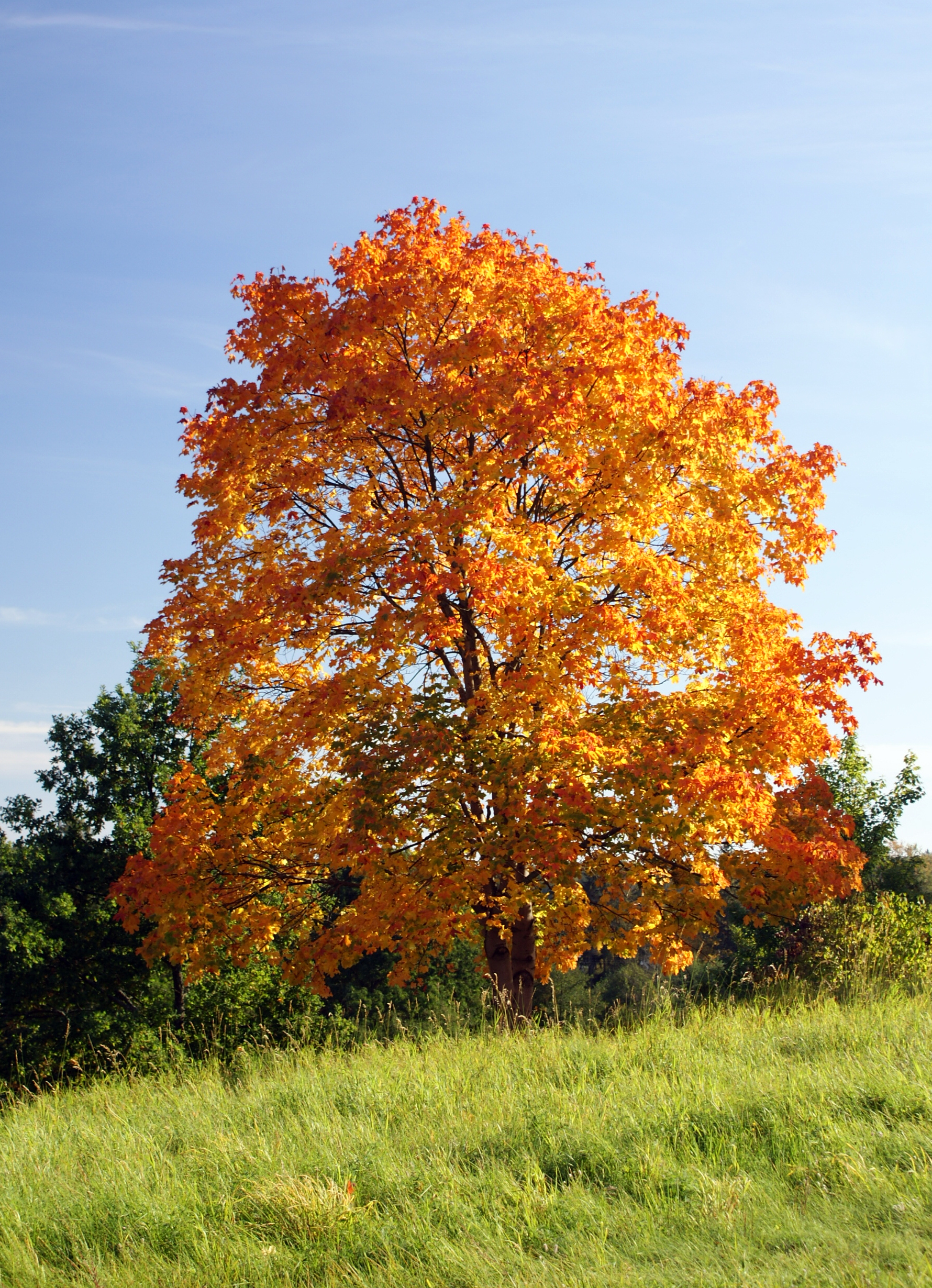 acer_platanoides_in_autumn_colors.jpg