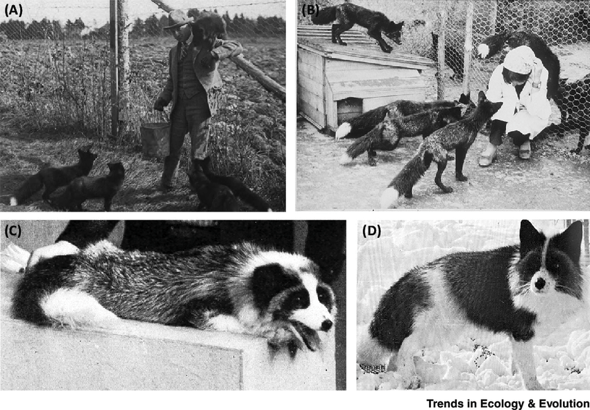 affiliative-behaviors-towards-humans-and-white-spotting-predate-the-russian-farm-fox.png