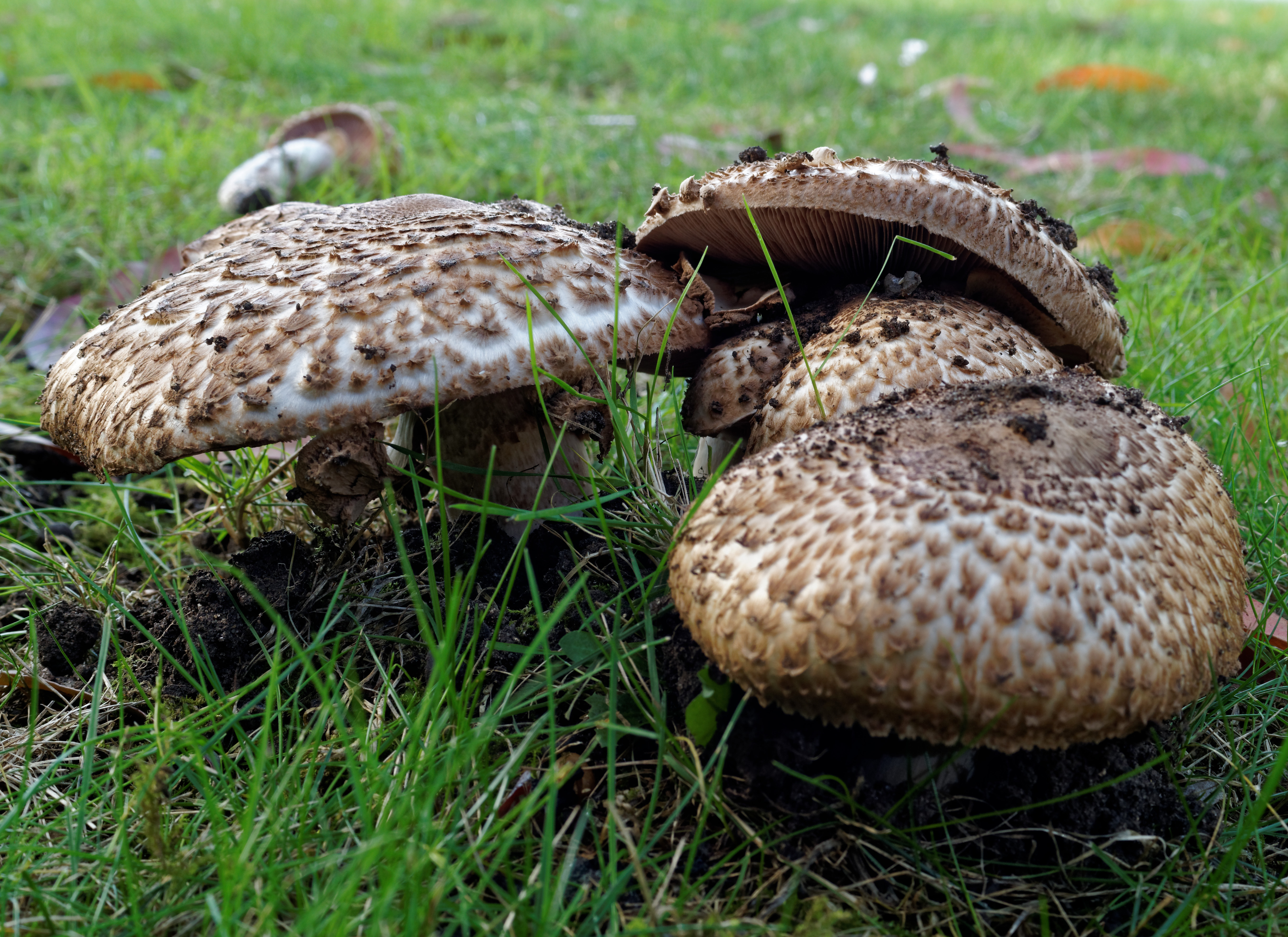 agaricus_bohusii.jpg