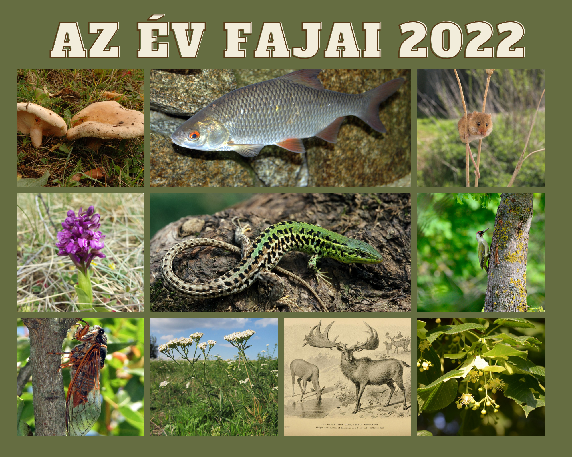 az_ev_fajai_2022.png