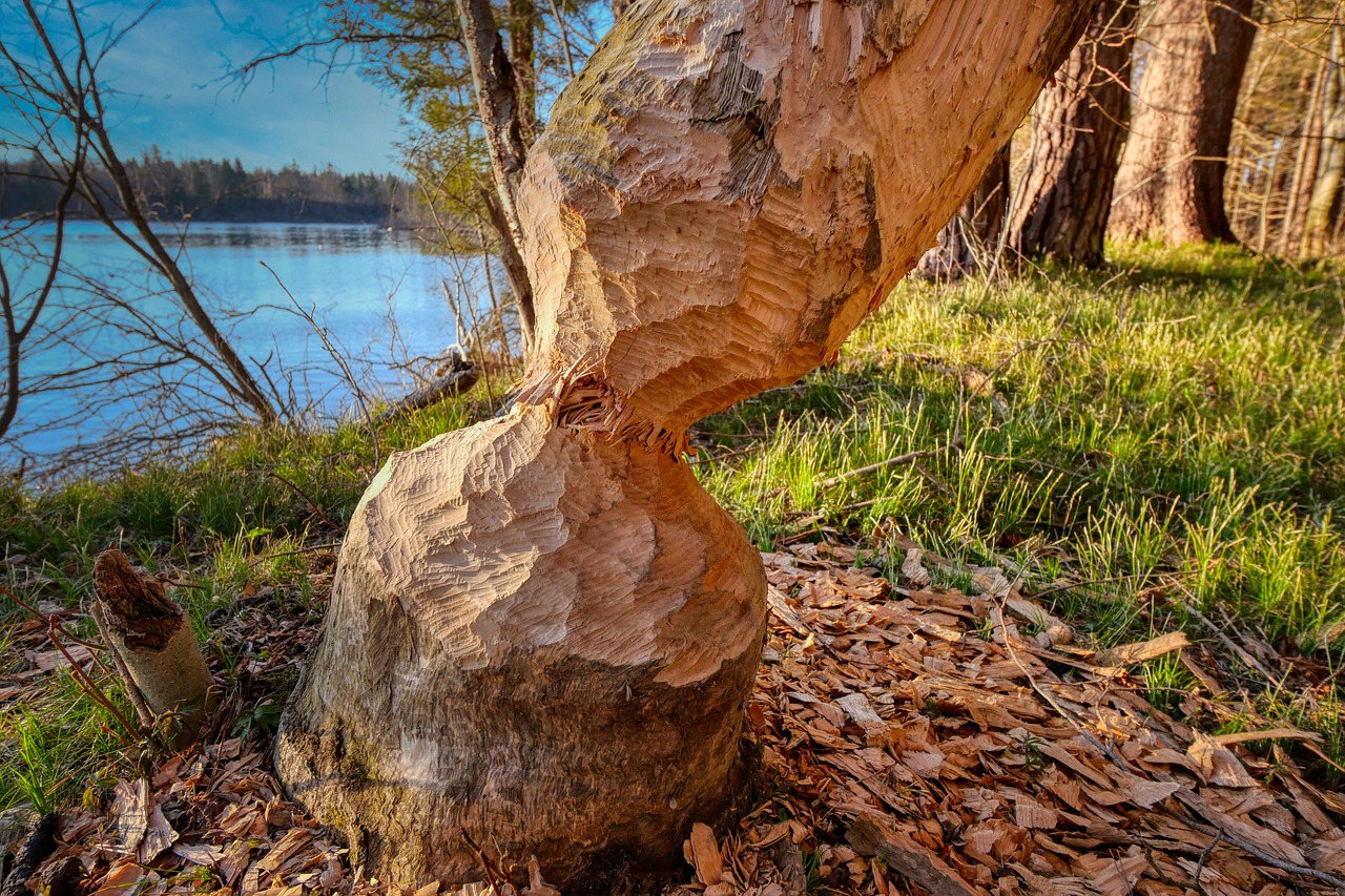 beaver-5018287_1280.jpg