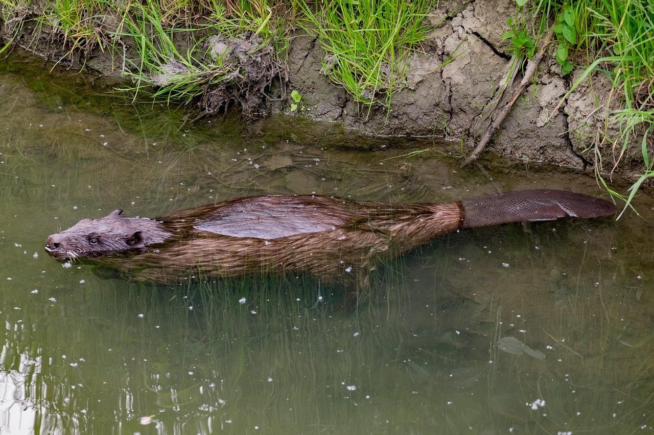 beaver-5214549_1280.jpg