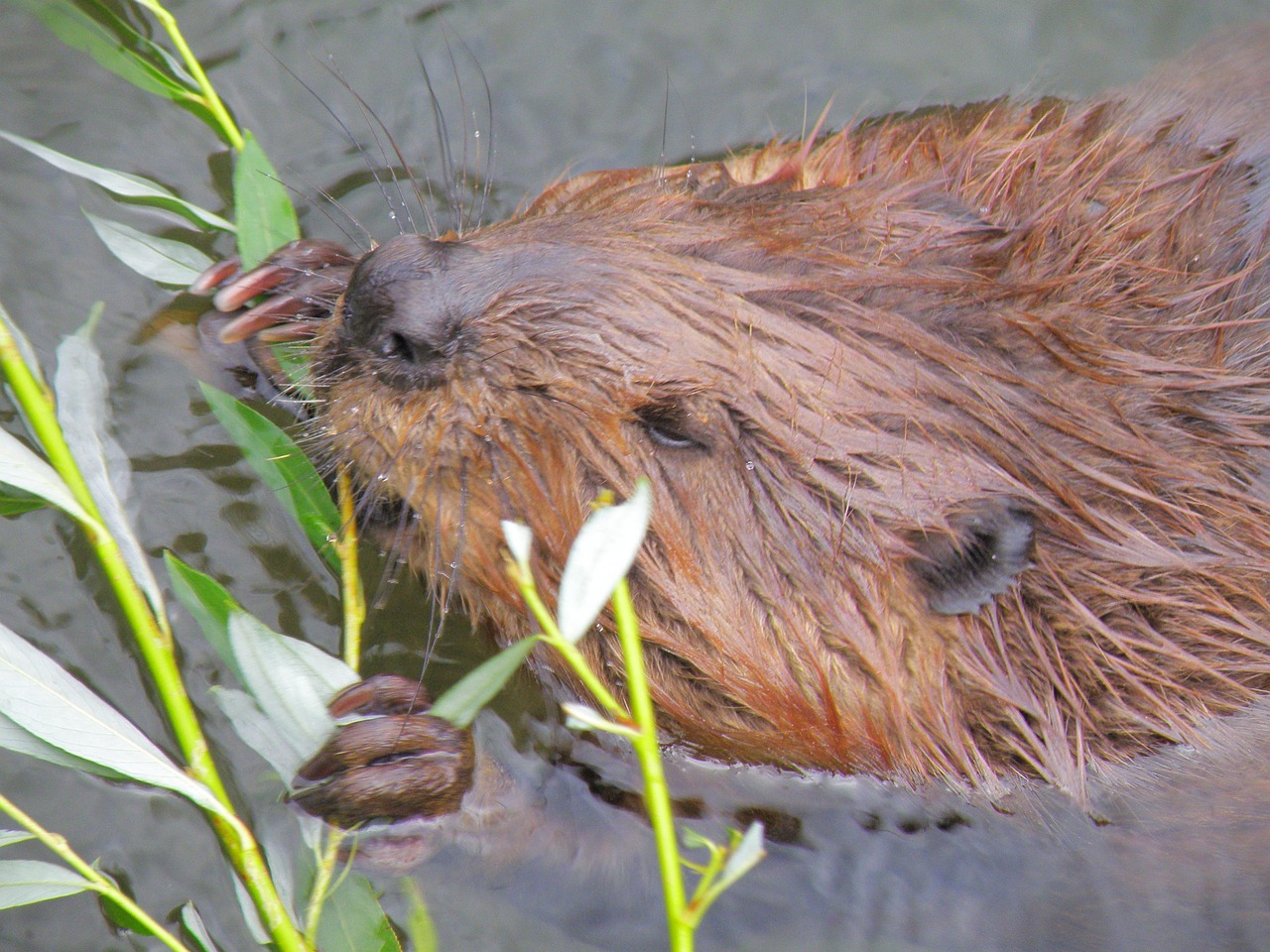 beaver-979851_1280.jpg