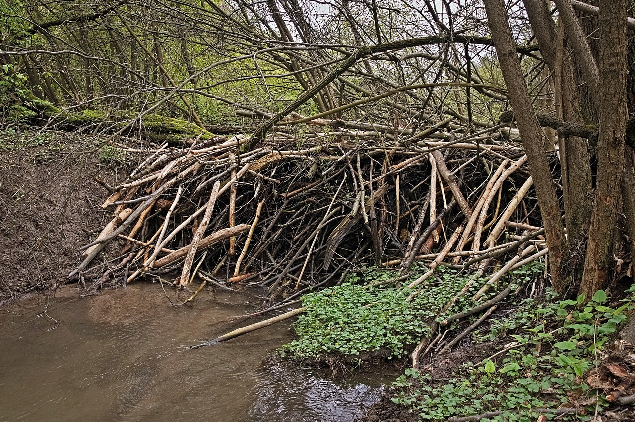 beavers-2271707_1280.jpg