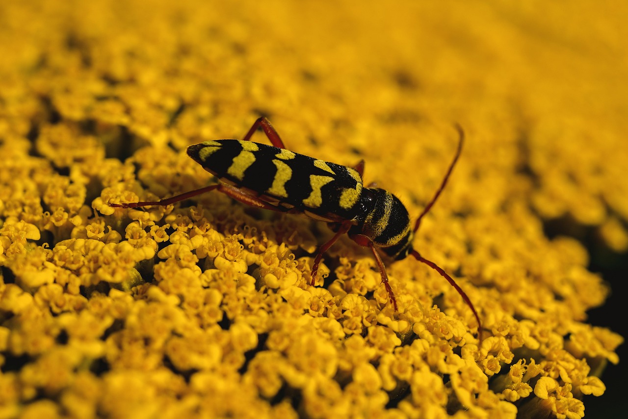 beetle-8077555_1280.jpg