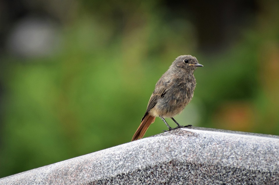 bird-on-gravestone-4467024_960_720.jpg