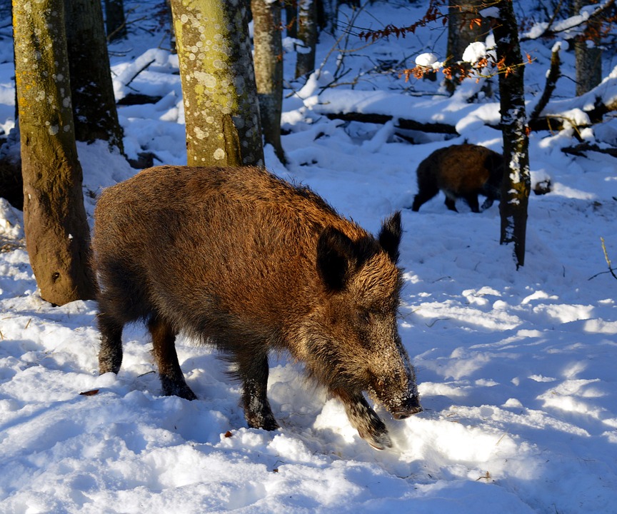 boar-2002317_960_720.jpg