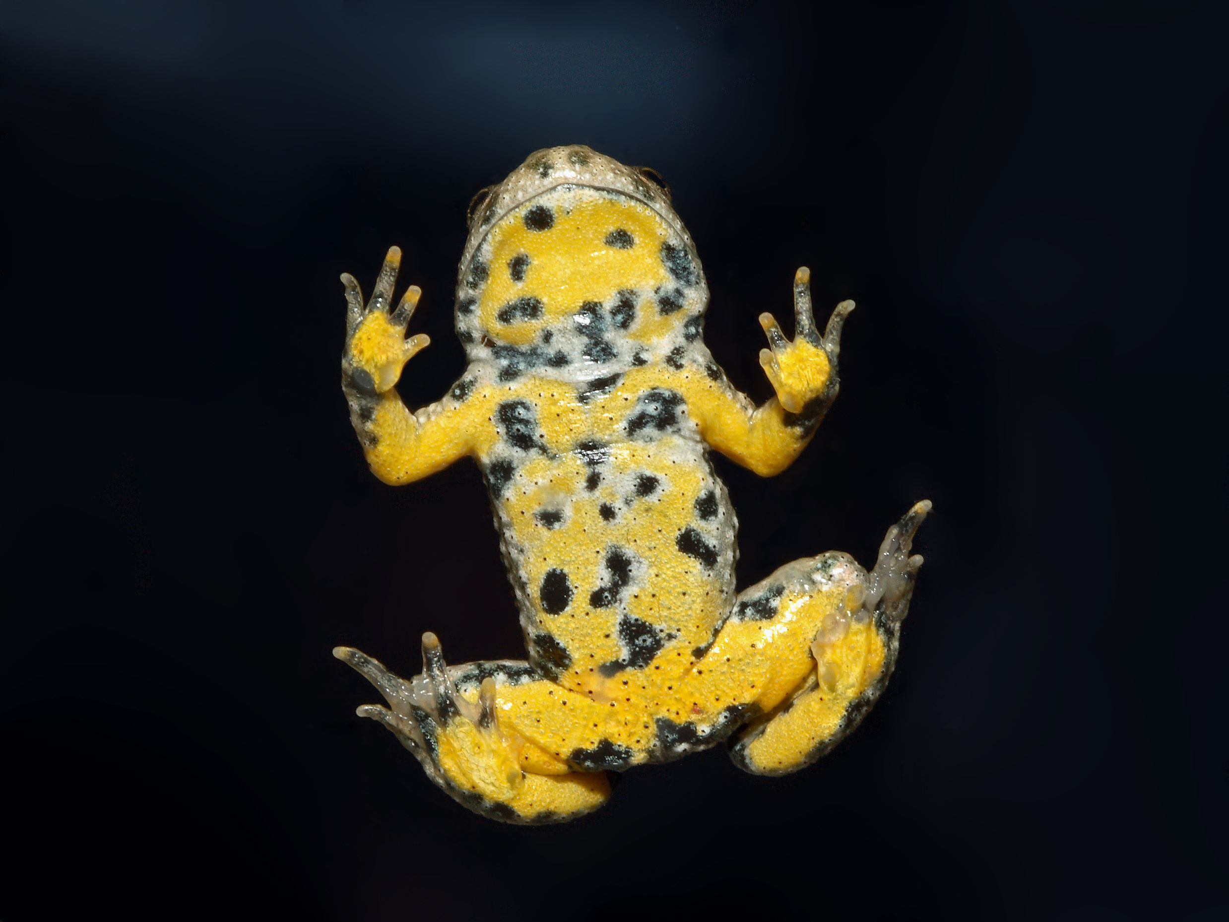 bombina_variegata.jpg