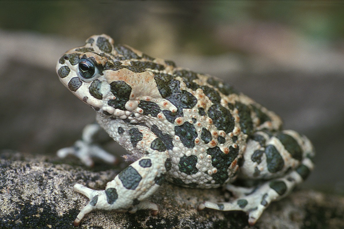 bufo_viridis_11_groene_pad_saxifraga-edo_van_uchelen.jpg