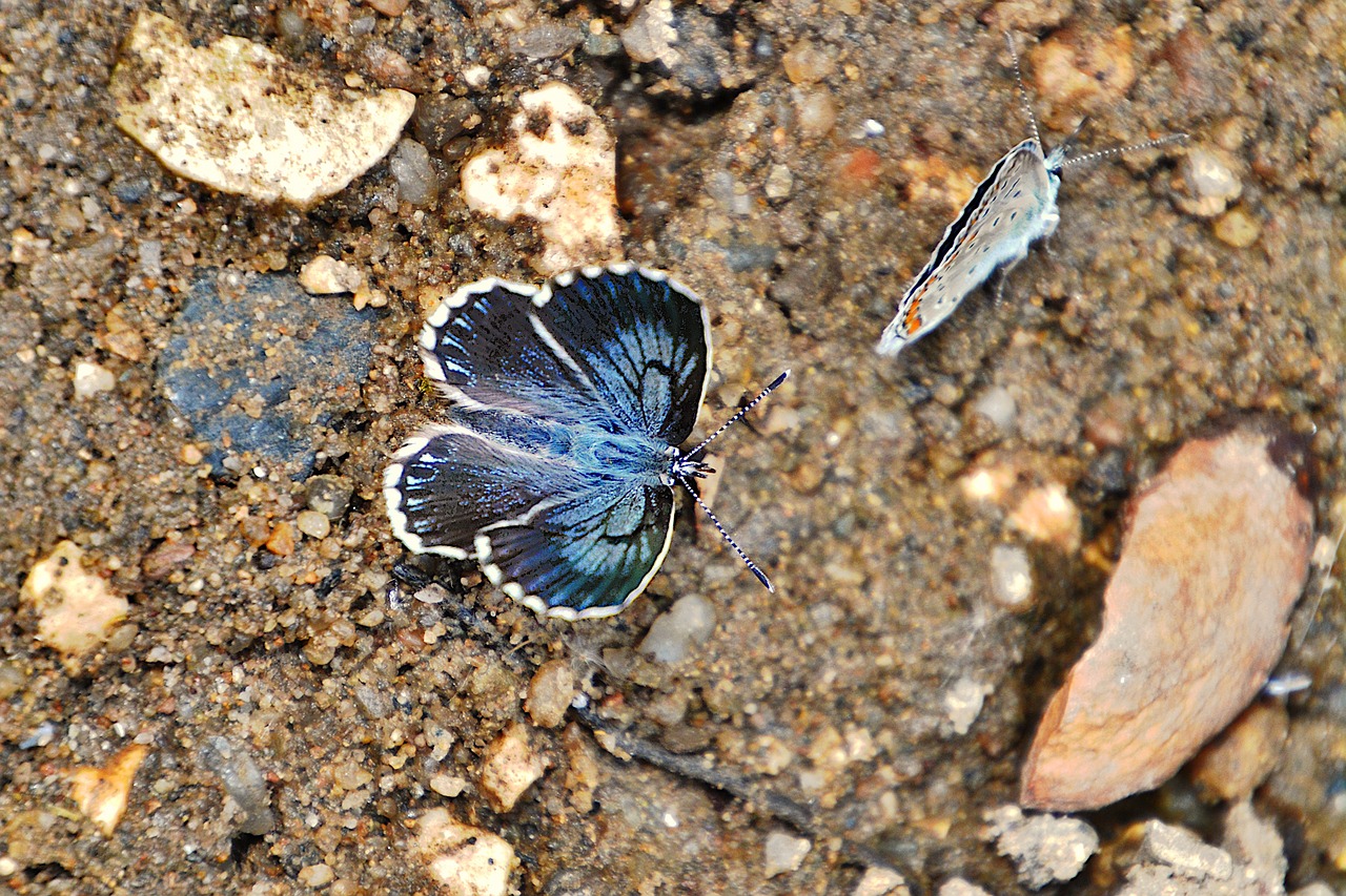 butterfly-7313502_1280.jpg