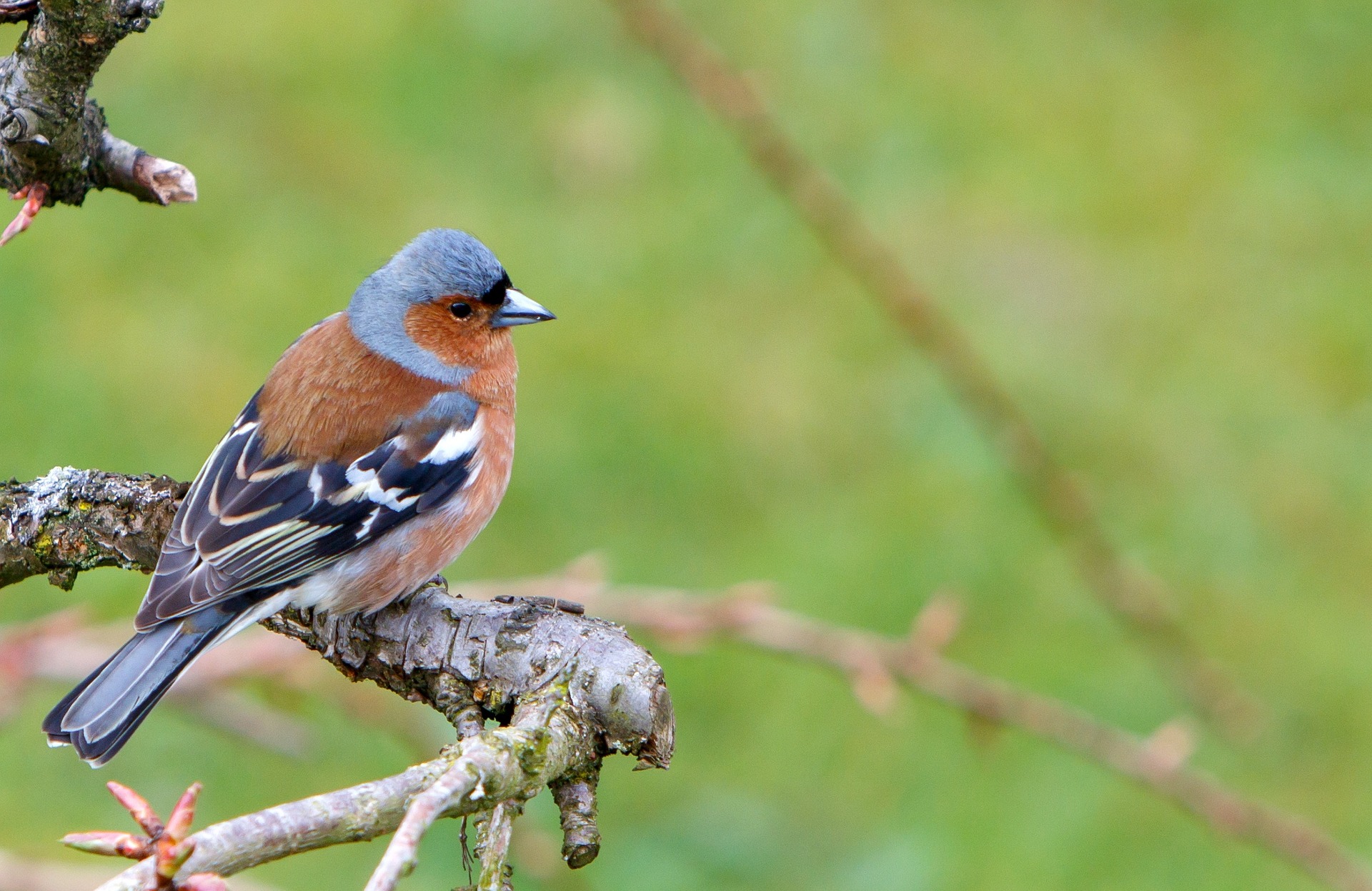 chaffinch-1332886_1920.jpg