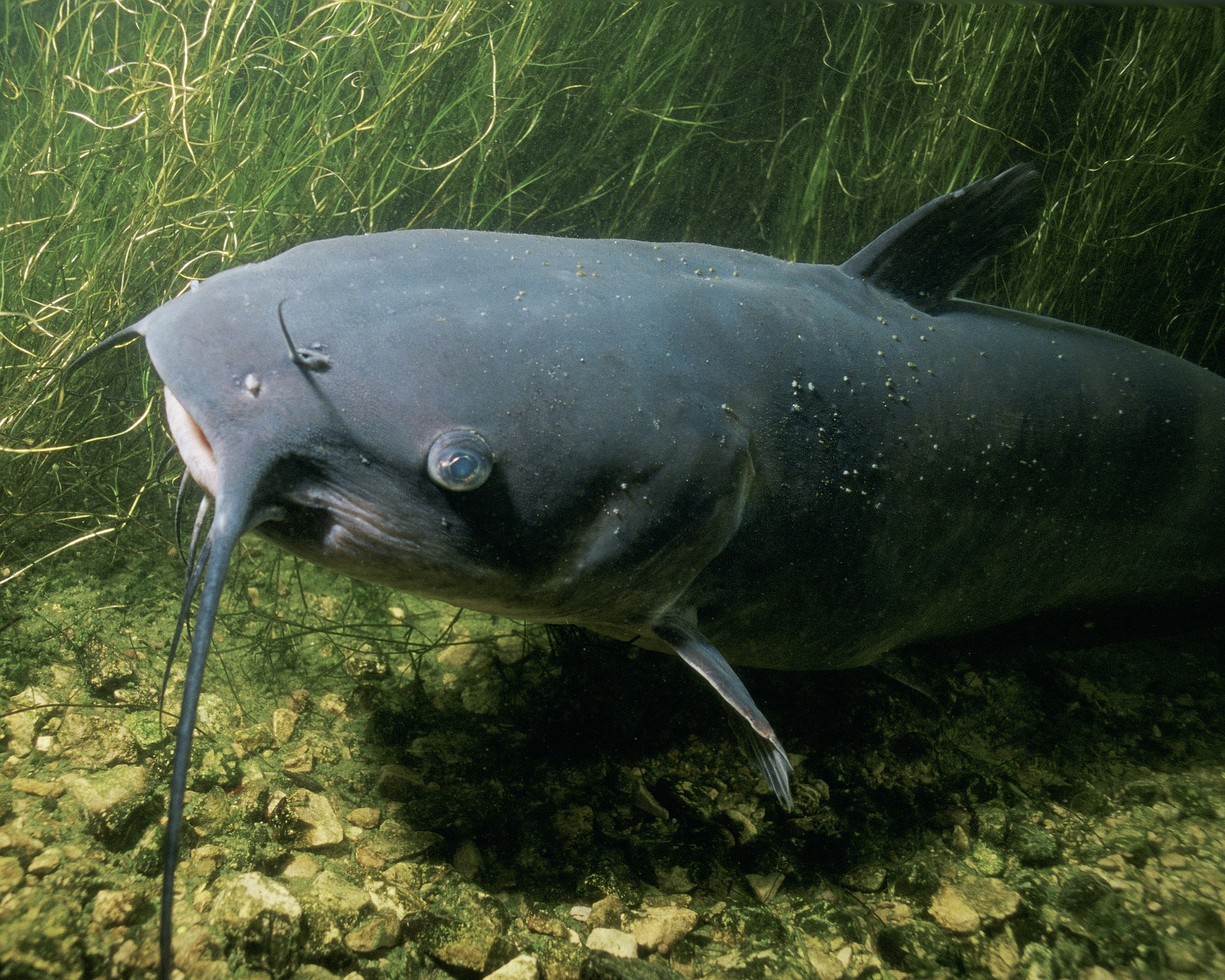 channel-catfish-86584_1920.jpg