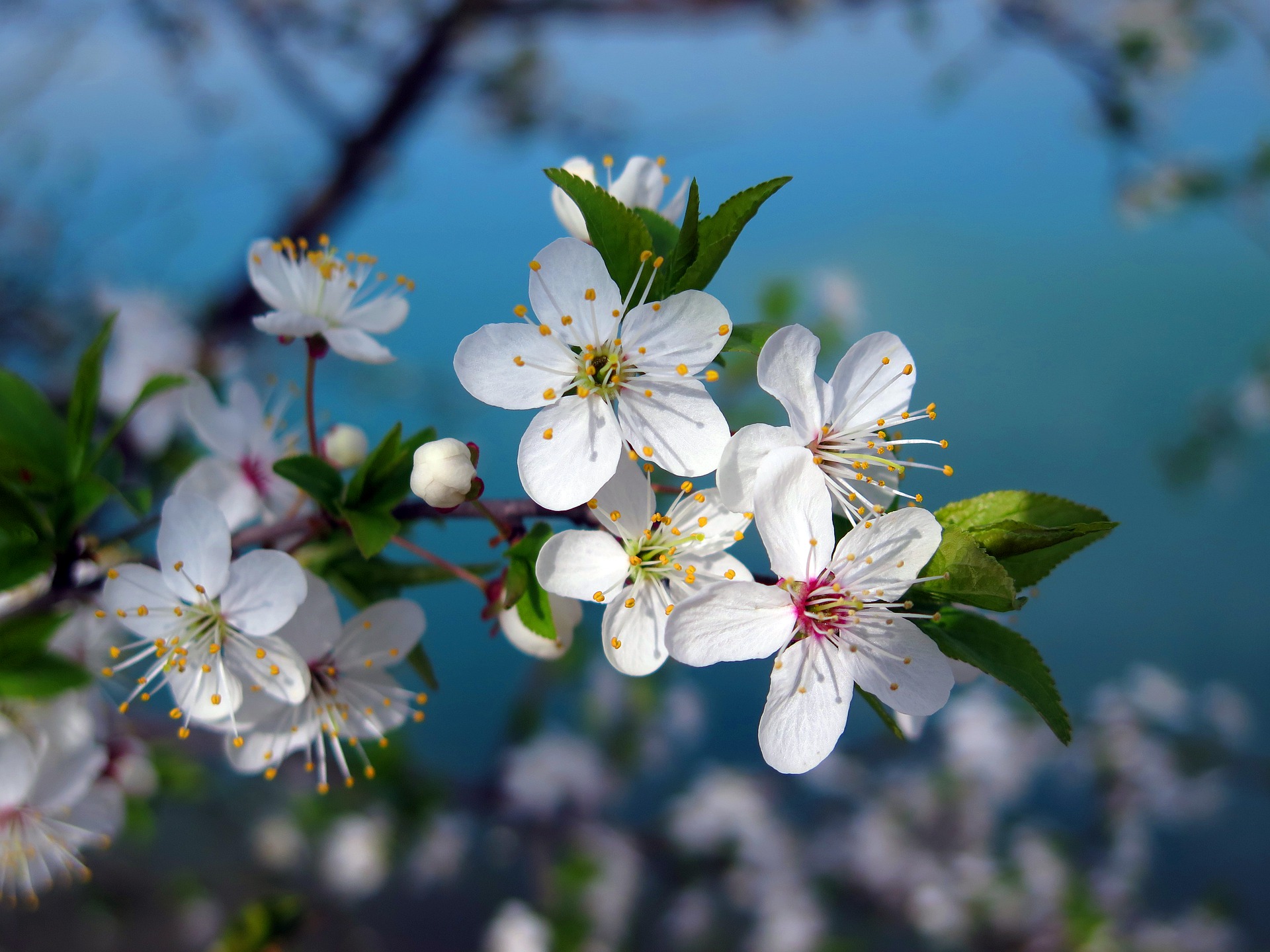 cherry-tree-3109879_1920.jpg