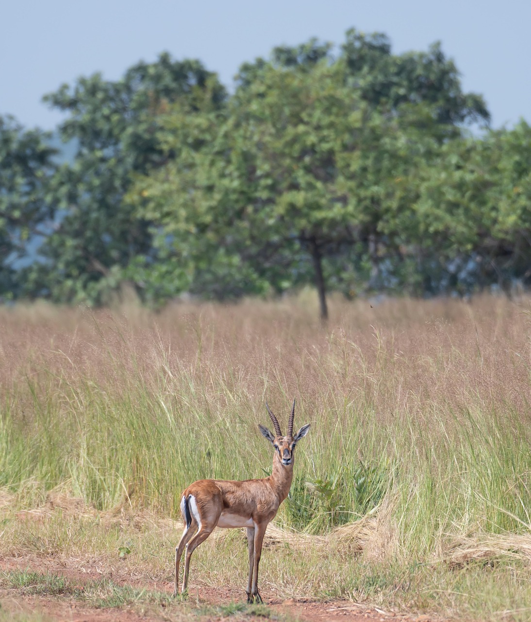 chinkara-8080721_1280.jpg