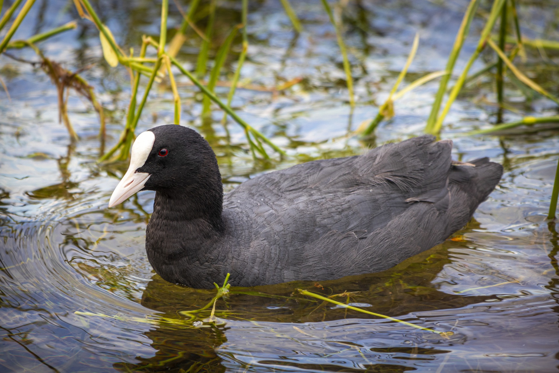 coot-6462783_1920.jpg