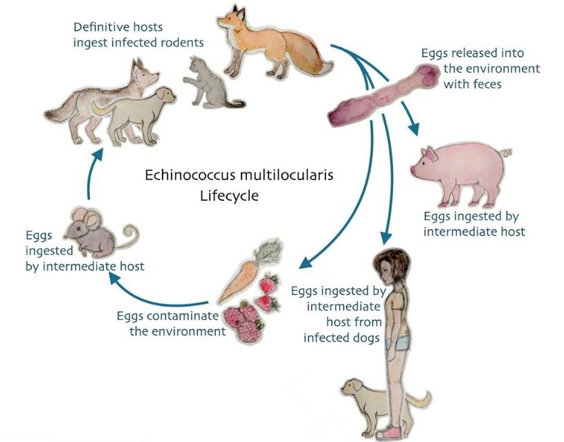 cycle-echinococcus-multilocularis.png